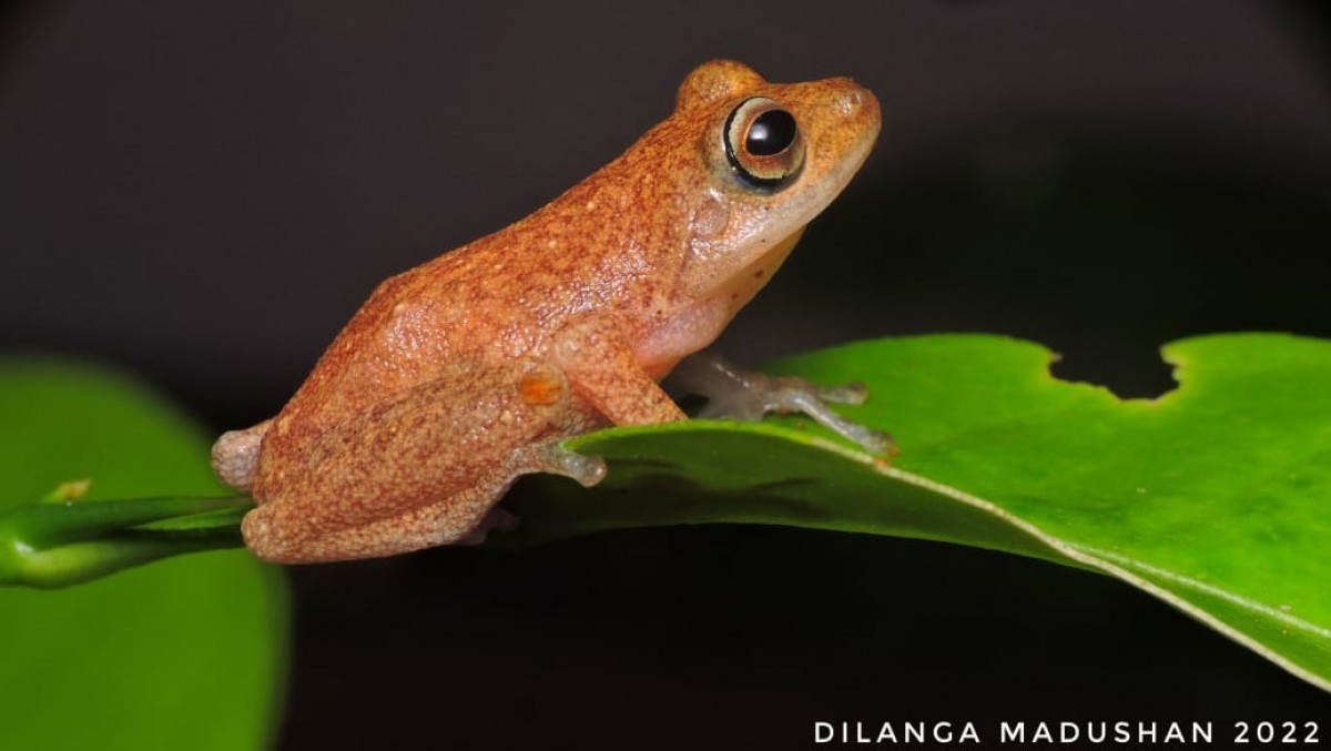 Pseudophilautus auratus Manamendra-Arachchi & Pethiyagoda, 2005